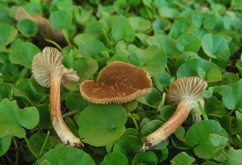 Giro nelle aiuole di medicina seconda parte